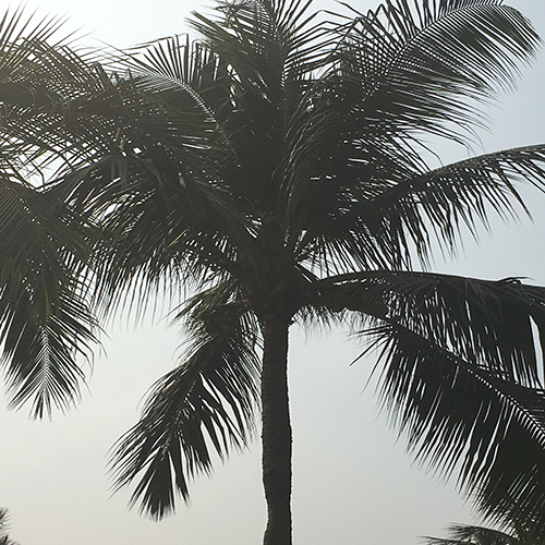 Soulful musical stretching coconut tree